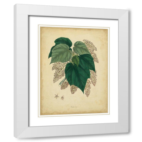 Custom Engelmann Botanical VII (GC) White Modern Wood Framed Art Print with Double Matting by Engelmann
