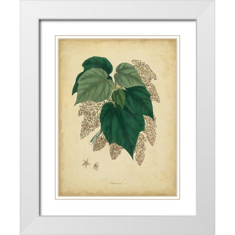 Custom Engelmann Botanical VII (GC) White Modern Wood Framed Art Print with Double Matting by Engelmann