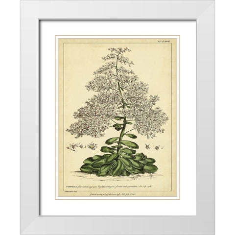 Custom Saxifraga Pl. CCXLIII (GC) White Modern Wood Framed Art Print with Double Matting by Miller, Phillip