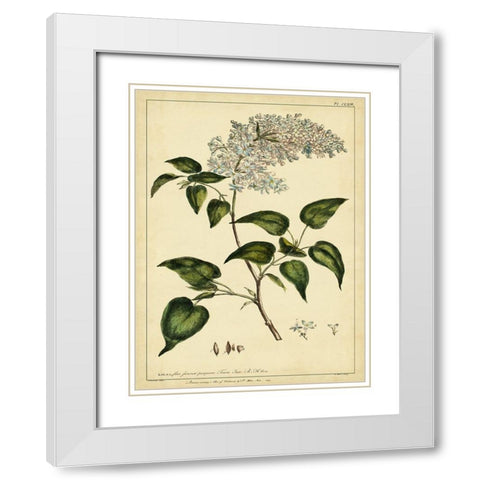 Custom Lilac Pl. CLXIII (GC) White Modern Wood Framed Art Print with Double Matting by Miller, Phillip