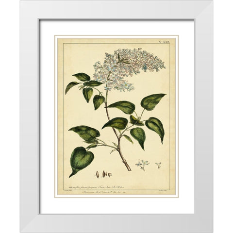 Custom Lilac Pl. CLXIII (GC) White Modern Wood Framed Art Print with Double Matting by Miller, Phillip