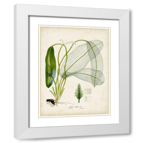 Small Tropical Grass II White Modern Wood Framed Art Print with Double Matting by Vision Studio