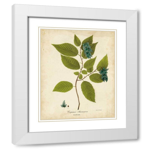 Hornbeam Tree Foliage White Modern Wood Framed Art Print with Double Matting by Torrey, John