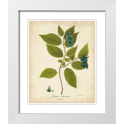 Hornbeam Tree Foliage White Modern Wood Framed Art Print with Double Matting by Torrey, John