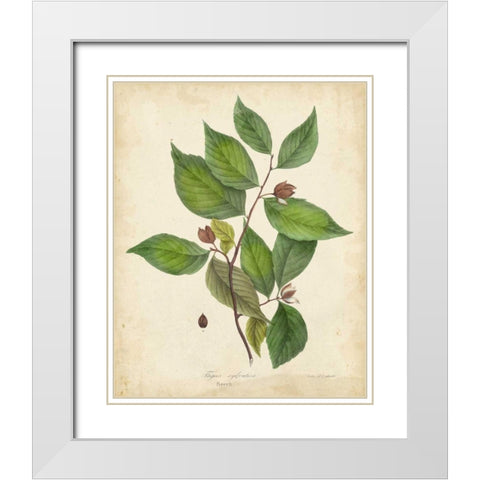 Beech Tree Foliage White Modern Wood Framed Art Print with Double Matting by Torrey, John