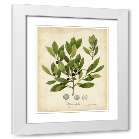 Ink-berry Tree Foliage White Modern Wood Framed Art Print with Double Matting by Torrey, John