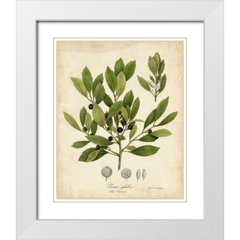 Ink-berry Tree Foliage White Modern Wood Framed Art Print with Double Matting by Torrey, John