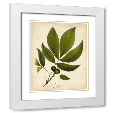 Pig-nut Hickory Tree Folige White Modern Wood Framed Art Print with Double Matting by Torrey, John