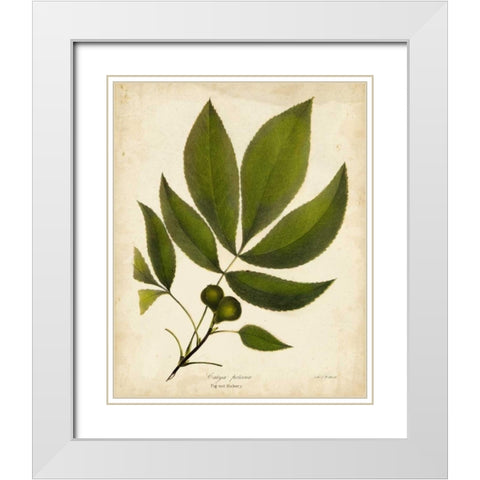 Pig-nut Hickory Tree Folige White Modern Wood Framed Art Print with Double Matting by Torrey, John