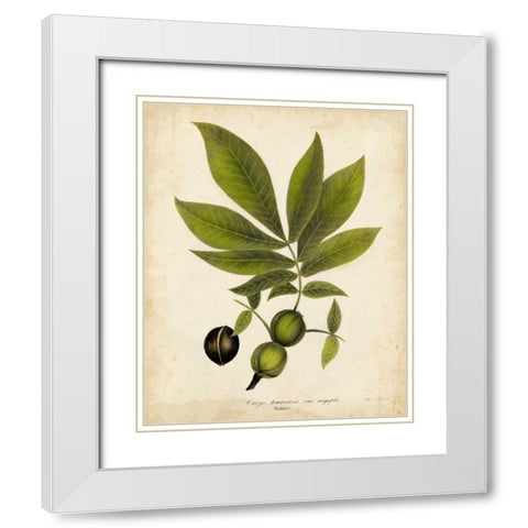 Hickory Tree Foliage White Modern Wood Framed Art Print with Double Matting by Torrey, John