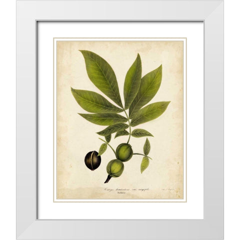 Hickory Tree Foliage White Modern Wood Framed Art Print with Double Matting by Torrey, John