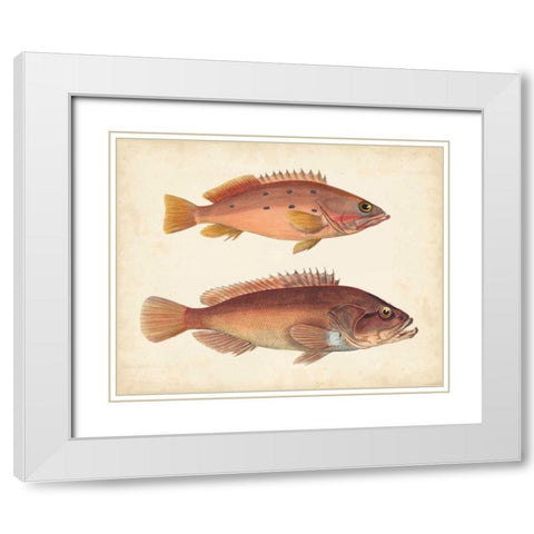 Antique Fish Species I White Modern Wood Framed Art Print with Double Matting by Unknown