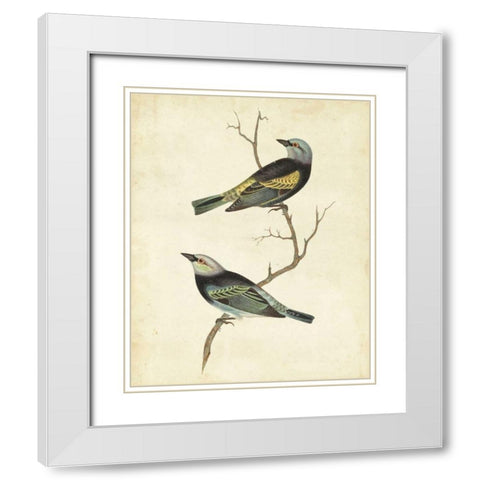 Blue-headed Tanager White Modern Wood Framed Art Print with Double Matting by Cassin
