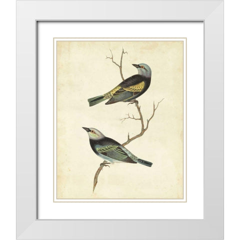 Blue-headed Tanager White Modern Wood Framed Art Print with Double Matting by Cassin