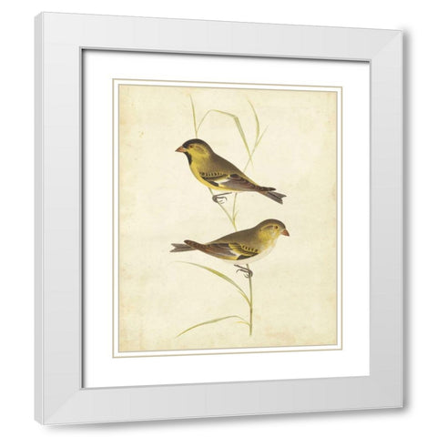 Goldfinch White Modern Wood Framed Art Print with Double Matting by Cassin
