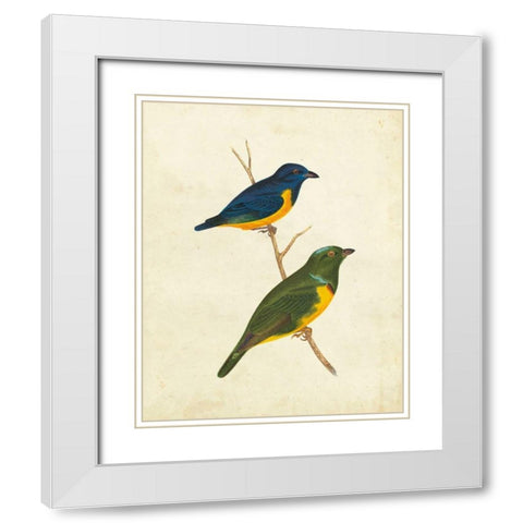 Peruvian Tanager I White Modern Wood Framed Art Print with Double Matting by Cassin