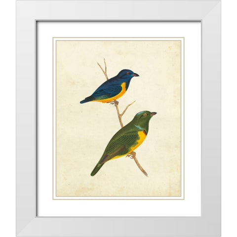 Peruvian Tanager I White Modern Wood Framed Art Print with Double Matting by Cassin