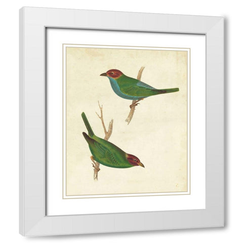 Peruvian Tanager II White Modern Wood Framed Art Print with Double Matting by Cassin