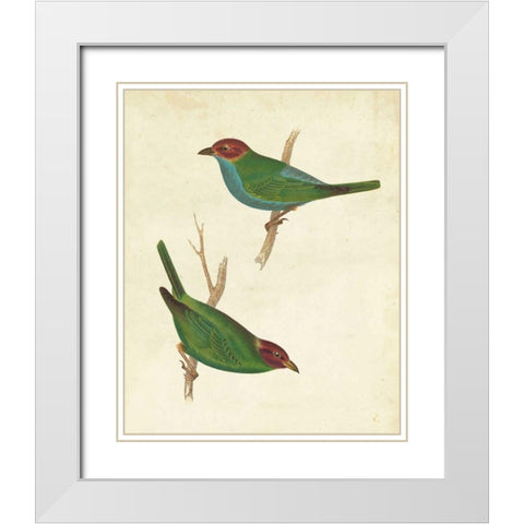 Peruvian Tanager II White Modern Wood Framed Art Print with Double Matting by Cassin