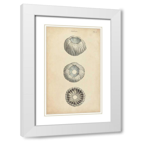 Cylindrical Shells I White Modern Wood Framed Art Print with Double Matting by Wood