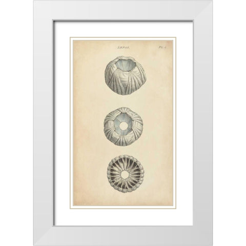 Cylindrical Shells I White Modern Wood Framed Art Print with Double Matting by Wood