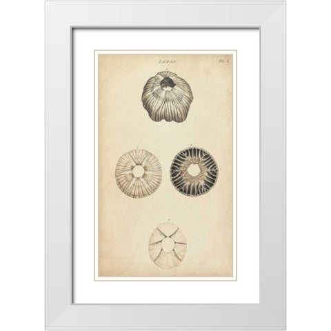 Cylindrical Shells II White Modern Wood Framed Art Print with Double Matting by Wood