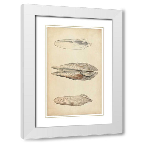 Marine Mollusk I White Modern Wood Framed Art Print with Double Matting by Wood