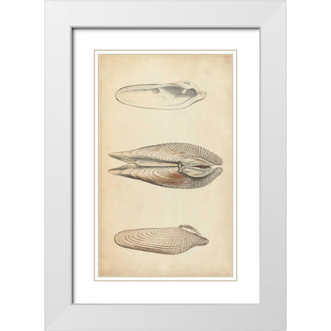 Marine Mollusk I White Modern Wood Framed Art Print with Double Matting by Wood