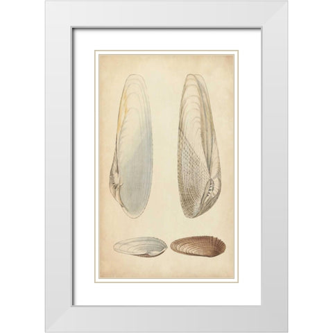 Marine Mollusk II White Modern Wood Framed Art Print with Double Matting by Wood