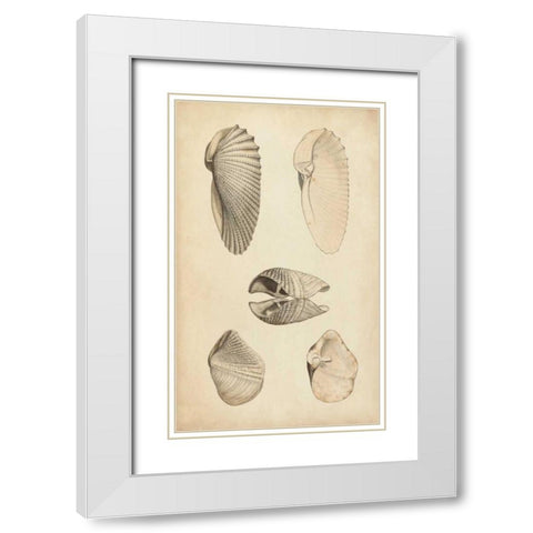 Marine Mollusk III White Modern Wood Framed Art Print with Double Matting by Wood