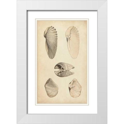 Marine Mollusk III White Modern Wood Framed Art Print with Double Matting by Wood