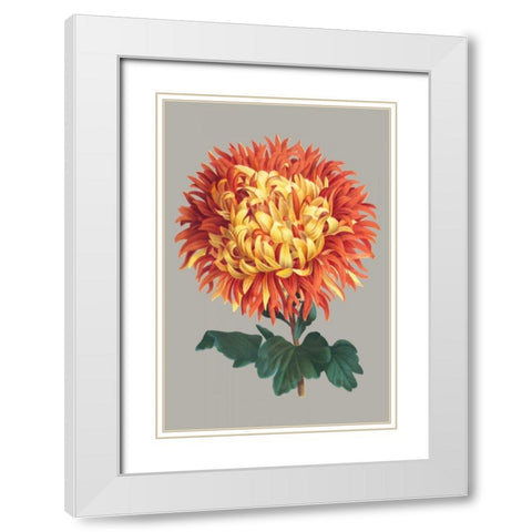 Chrysanthemum on Gray I White Modern Wood Framed Art Print with Double Matting by Vision Studio