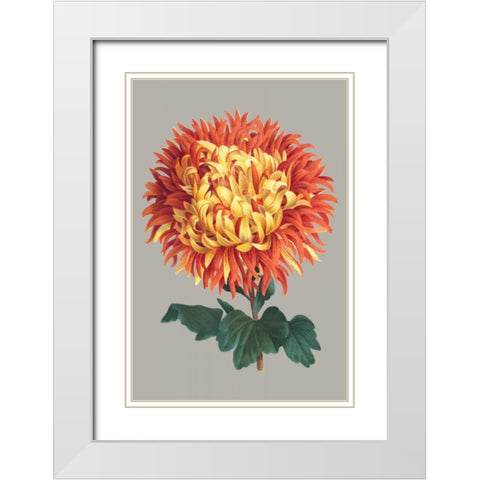 Chrysanthemum on Gray I White Modern Wood Framed Art Print with Double Matting by Vision Studio