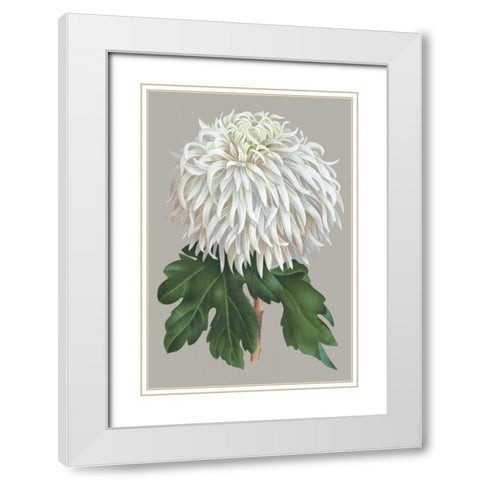 Chrysanthemum on Gray II White Modern Wood Framed Art Print with Double Matting by Vision Studio