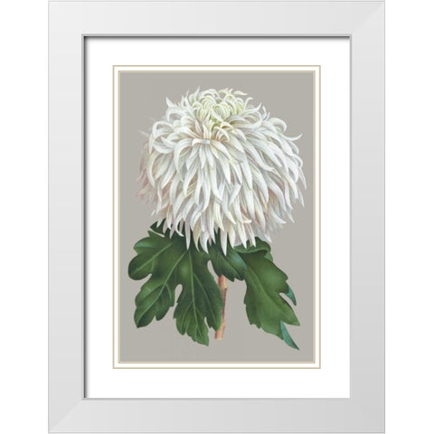 Chrysanthemum on Gray II White Modern Wood Framed Art Print with Double Matting by Vision Studio