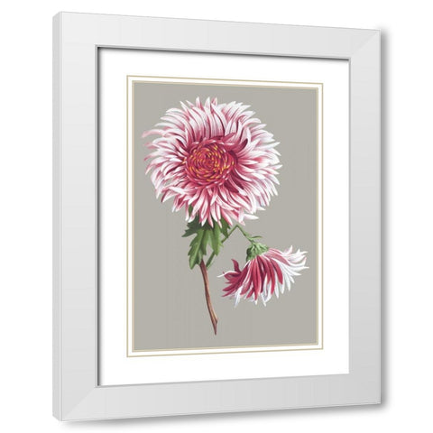 Chrysanthemum on Gray III White Modern Wood Framed Art Print with Double Matting by Vision Studio