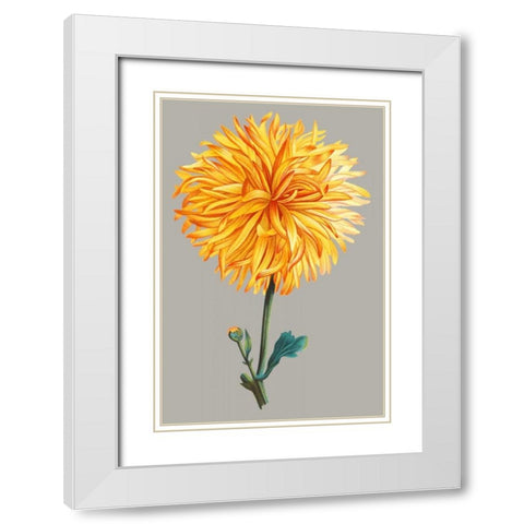 Chrysanthemum on Gray IV White Modern Wood Framed Art Print with Double Matting by Vision Studio