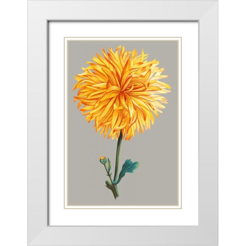 Chrysanthemum on Gray IV White Modern Wood Framed Art Print with Double Matting by Vision Studio