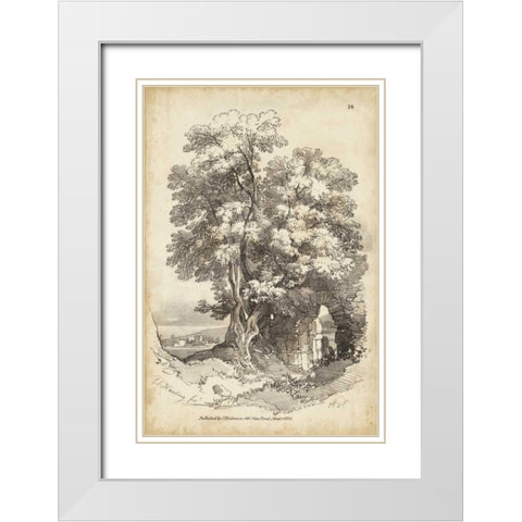 Noble Tree II White Modern Wood Framed Art Print with Double Matting by Harding, J.D.