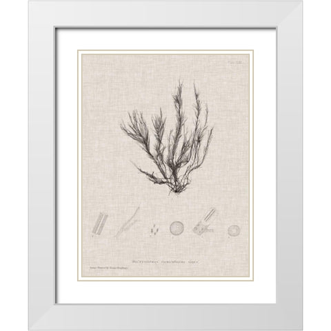 Charcoal and Linen Seaweed VI White Modern Wood Framed Art Print with Double Matting by Bradbury, Henry