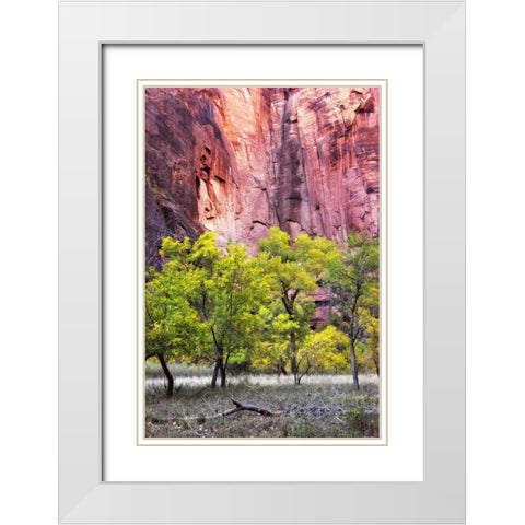 Canyon Cottonwoods White Modern Wood Framed Art Print with Double Matting by Head, Danny
