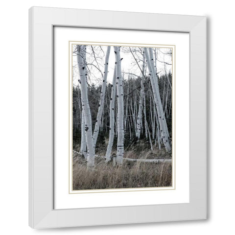 Pale Bark I White Modern Wood Framed Art Print with Double Matting by Head, Danny