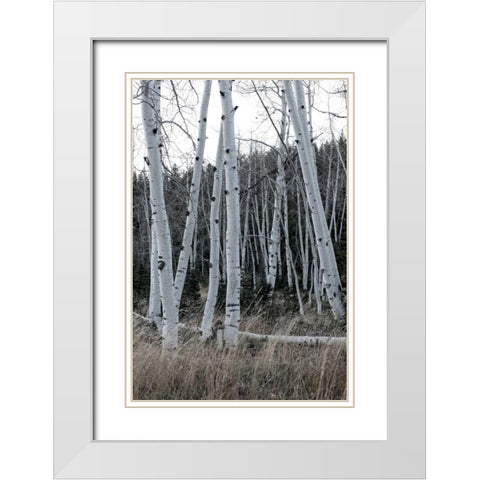 Pale Bark I White Modern Wood Framed Art Print with Double Matting by Head, Danny