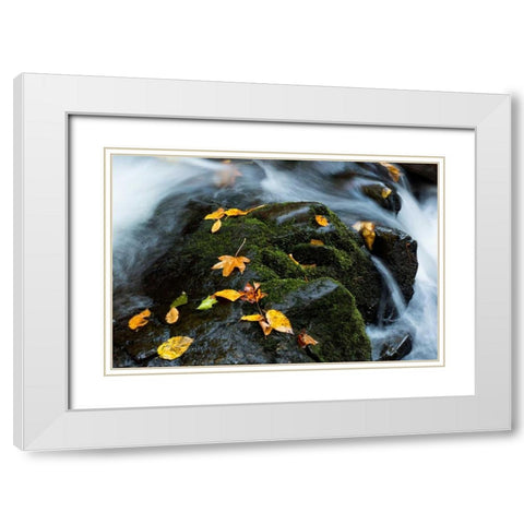 Wet Leaves White Modern Wood Framed Art Print with Double Matting by Head, Danny