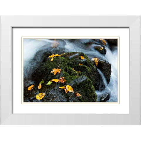 Wet Leaves White Modern Wood Framed Art Print with Double Matting by Head, Danny