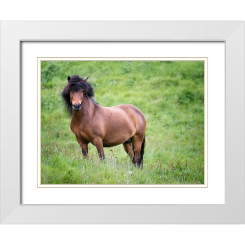 Icelandic Horses II White Modern Wood Framed Art Print with Double Matting by Burchett, P.H.