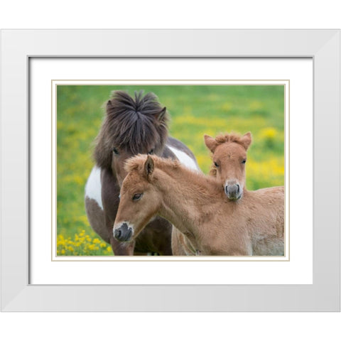 Icelandic Horses IV White Modern Wood Framed Art Print with Double Matting by Burchett, P.H.