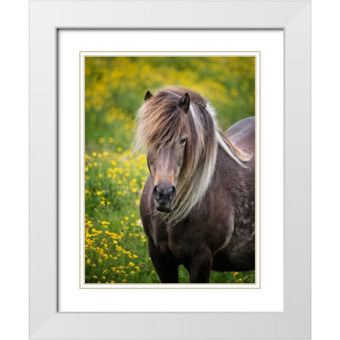 Icelandic Horses V White Modern Wood Framed Art Print with Double Matting by Burchett, P.H.