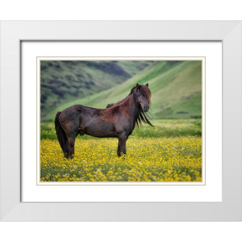 Icelandic Horses VI White Modern Wood Framed Art Print with Double Matting by Burchett, P.H.