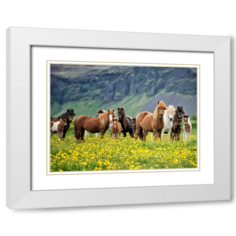 Icelandic Horses VII White Modern Wood Framed Art Print with Double Matting by Burchett, P.H.